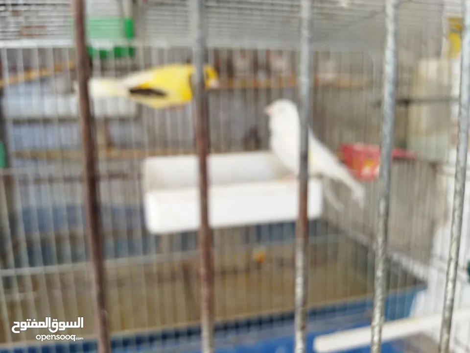 جوز كنار نخب اول