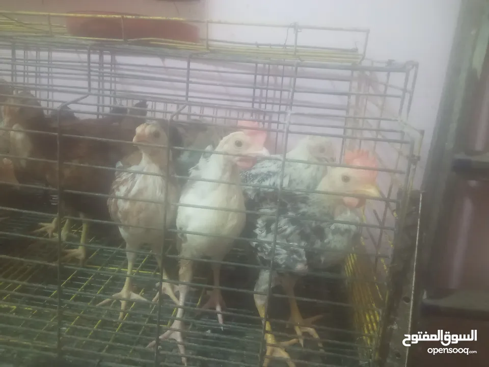فراخ بلدي بط مس كوفي رومي بلدي فراخ بيور فراخ فيومي