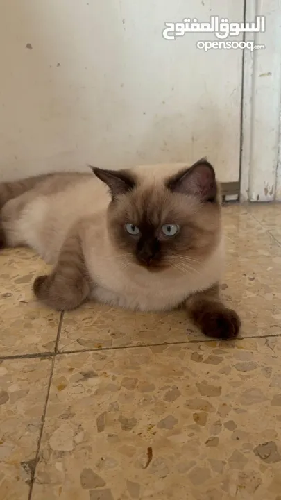 قطط بيتيه للبيع