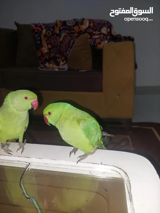 ببغاء درارة  هندي كوكو عمر سنة وريكو عمر سنة ونص اليف ولعوب ومدرب وصحتو جيدة جدا ومرح بلعب بالبيت .