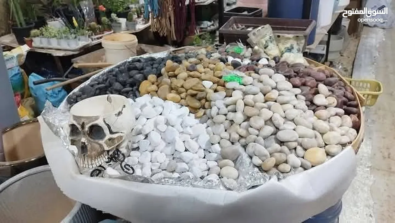 نجيل طبيعي نجيل ديكوندرا