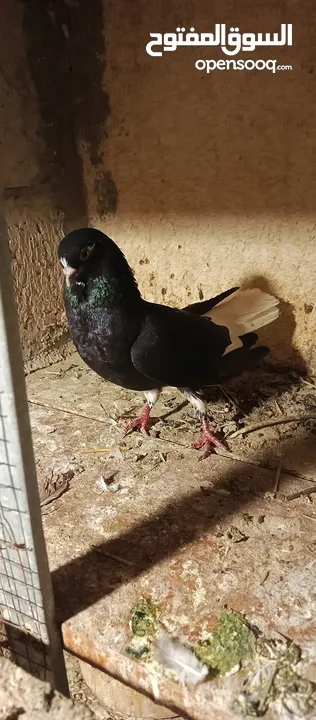 حمام للبيع