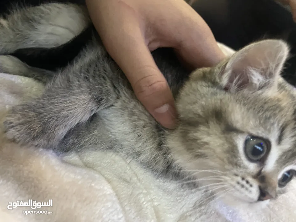 scottish fold for sale