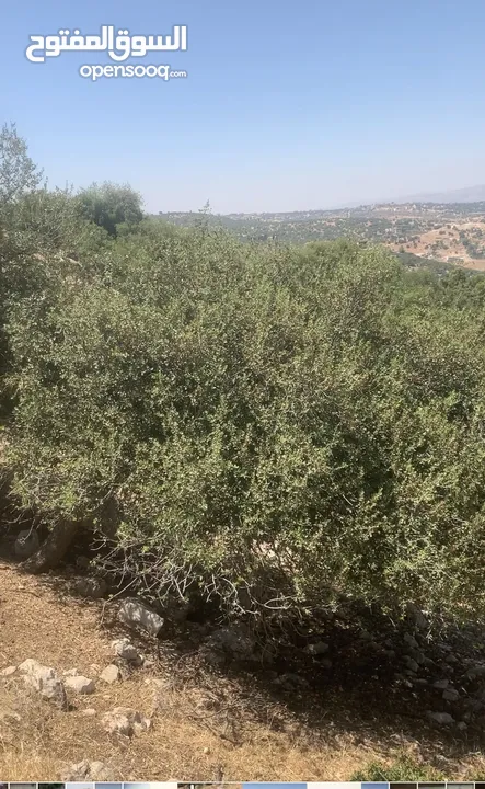 قطعه ارض مميزه الزعتري السلط