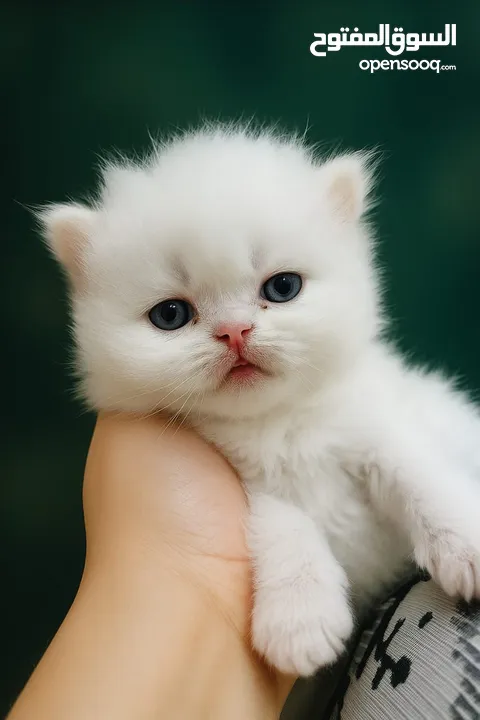 قطط للبيع العمر شهر ونص