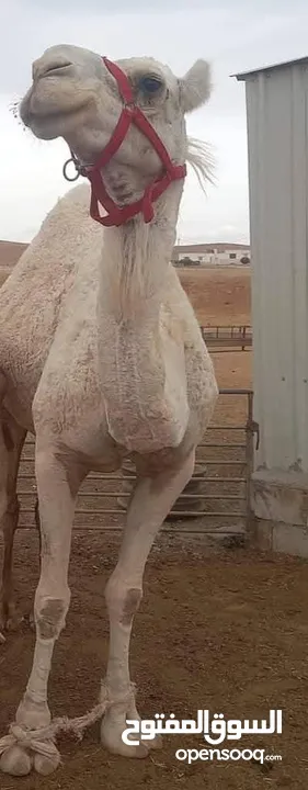 ناقه ضحيه طيبه ام ثاني