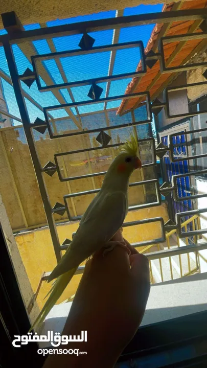 طير كوكتيل اليف جدا  زق يدوي ثوب جميل حبة جامبو العمر  عين حمرا 4شهور  لون مميز لاتينو بيعطي راس
