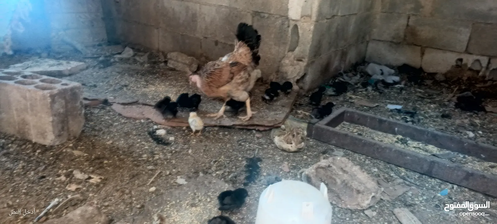جاجه يهوديه معها 25 صوص بلدي