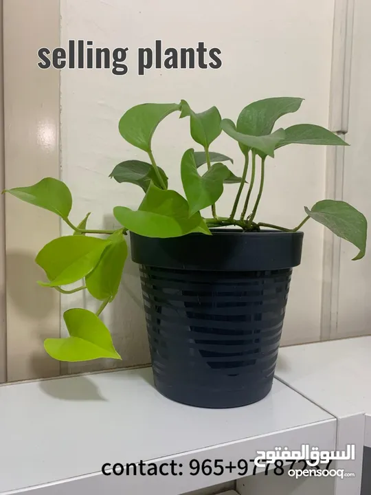 Buy plants online