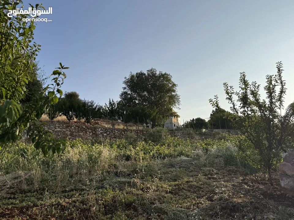 مزرعه للبيع / عجلون / رأس منيف