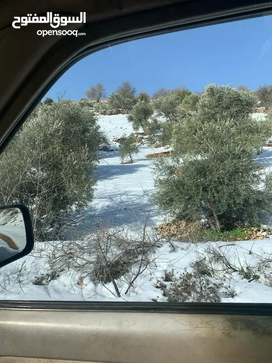 فرصة استثمارية! أرض زراعية مميزة بسعر مغري و بالقرب من أحراش الدولة للمزيد من المعلومات اقرأ الوصف