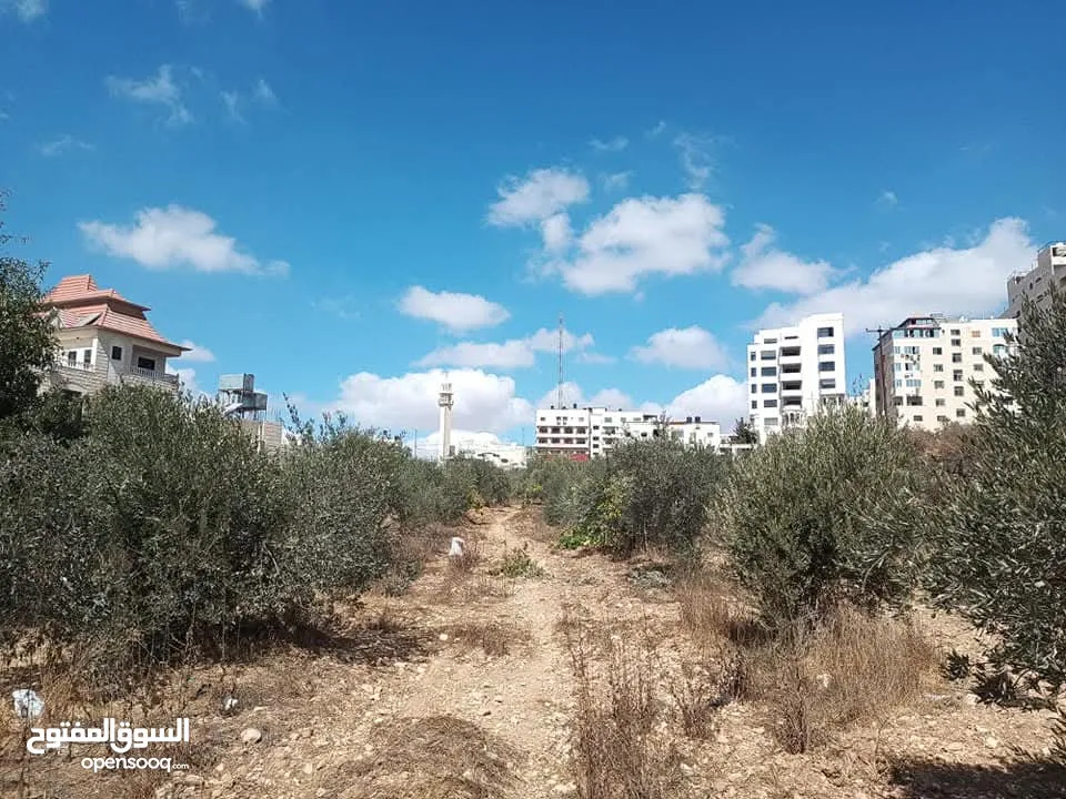 ارض دائرة السير