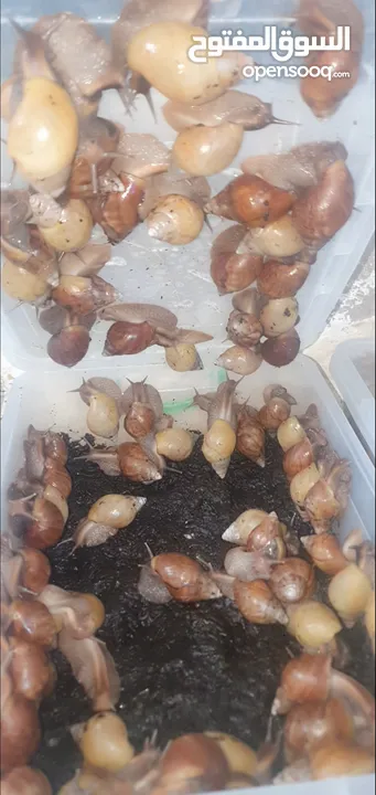 حلزون إفريقيا للبيع الزرقاء الجديده  اتواصل واتس اب فقط