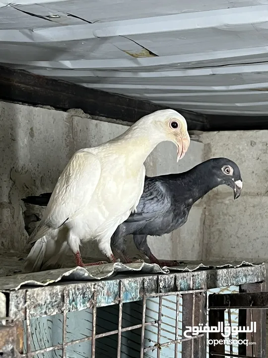 فراخ للبيع