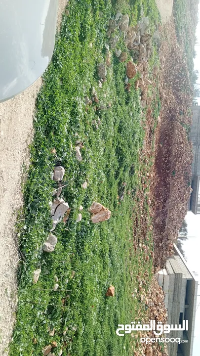 نمره500 متر