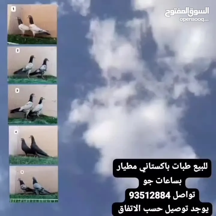 طبات باكستاني مطيار بساعات جو طبه ب5ريال اقرا وصف يوجد توصيل حسب الاتفاق :