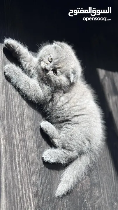 Female, Scottish fold