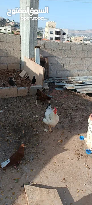 دجاج للبيع