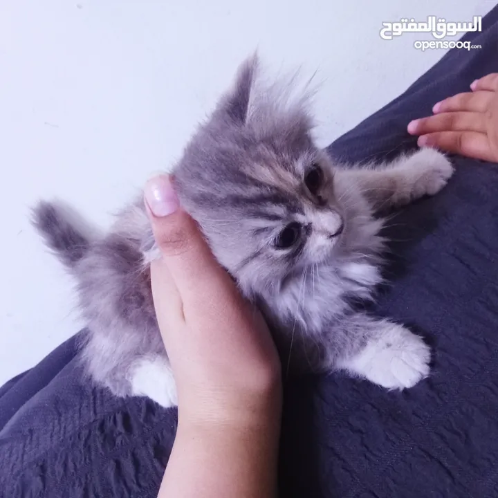 قطط هيمالايا رمادي