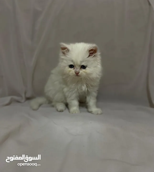 10 قطط للبيع للتواصل و الاستفسار على الرقم