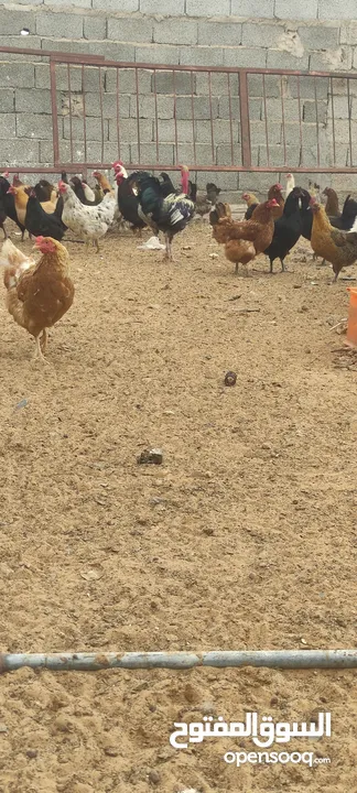 دجاج عربي ايدحي للبيع