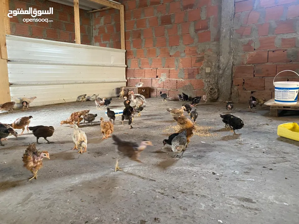 دجاج  فيومي وعربي وجيان