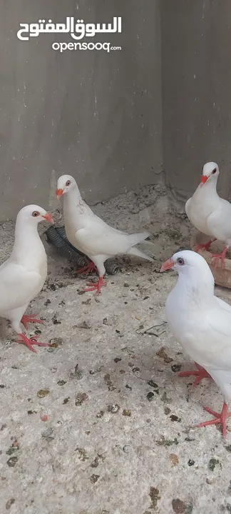 فحول سلافر وأربع فراخ