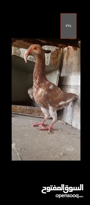 فرخين معاكيف