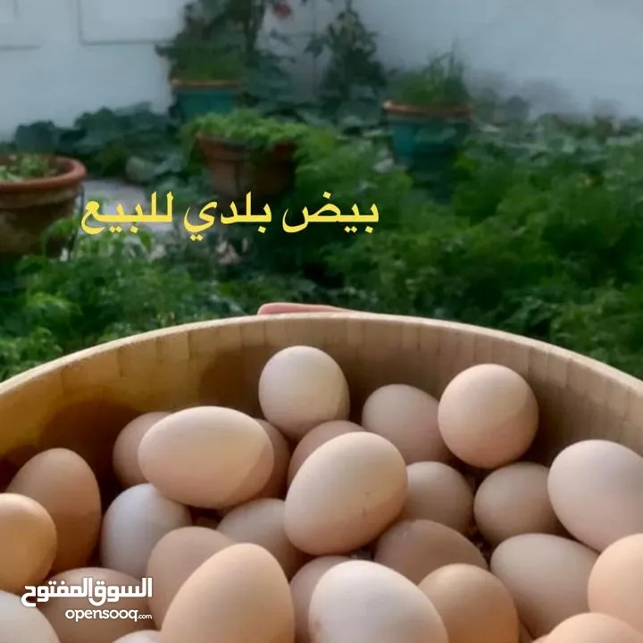 بيض بلدي منزلي مكس مخصب Fresh fertilized eggs mix