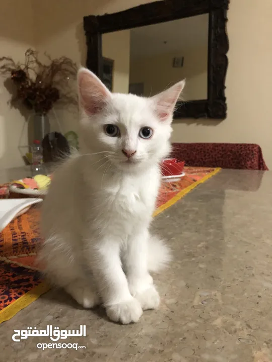 4 month kitten for sale