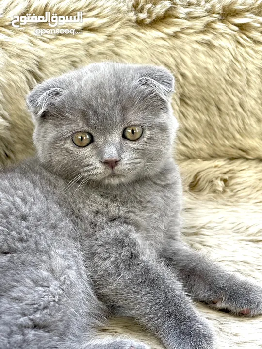 Purebred Scottish fold & British short hair