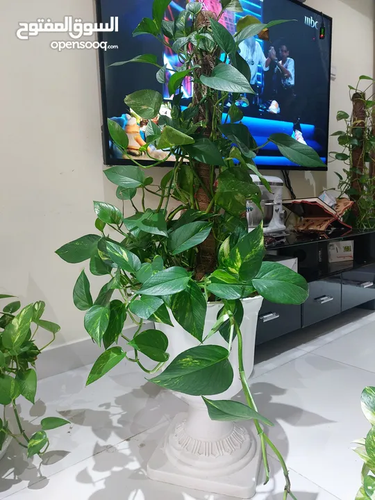 للبيع نباتات ظل  Indoor plants for sale