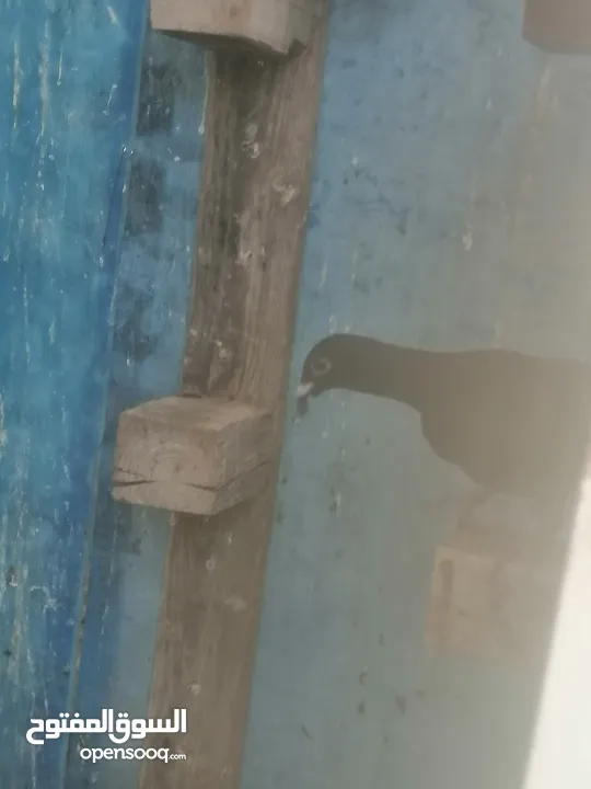 حمام للبيع