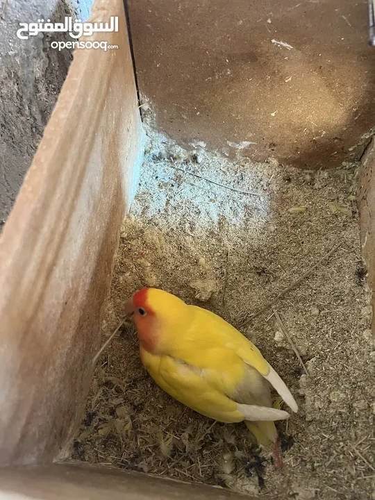 جوز روز لاتينيو انتاج ماكينة صلاة نبي