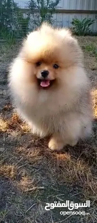 Pomeranian   Samoyed    Giant Malamute