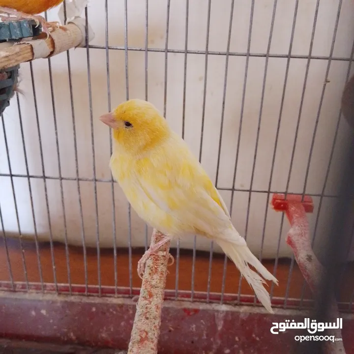 جوز كناري للبيع