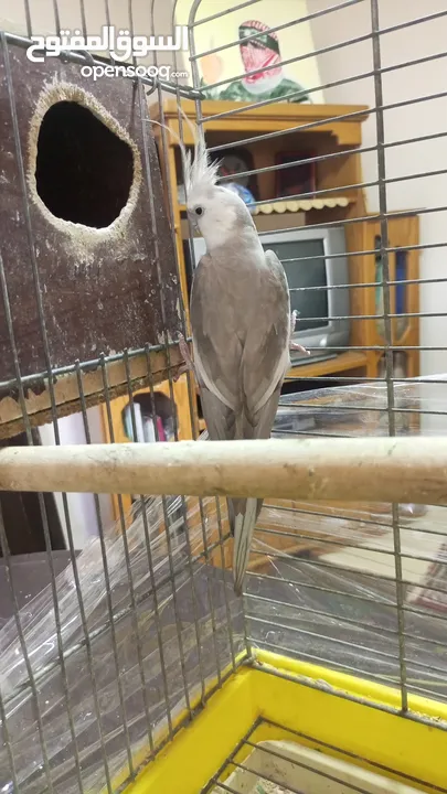 جوز كوكتيل وايت فيس  حبات حجب سوبر جامبو مع قفص كاسكو كبير  حجم جامبو  بصلاه على النبي قابل للتفاوض
