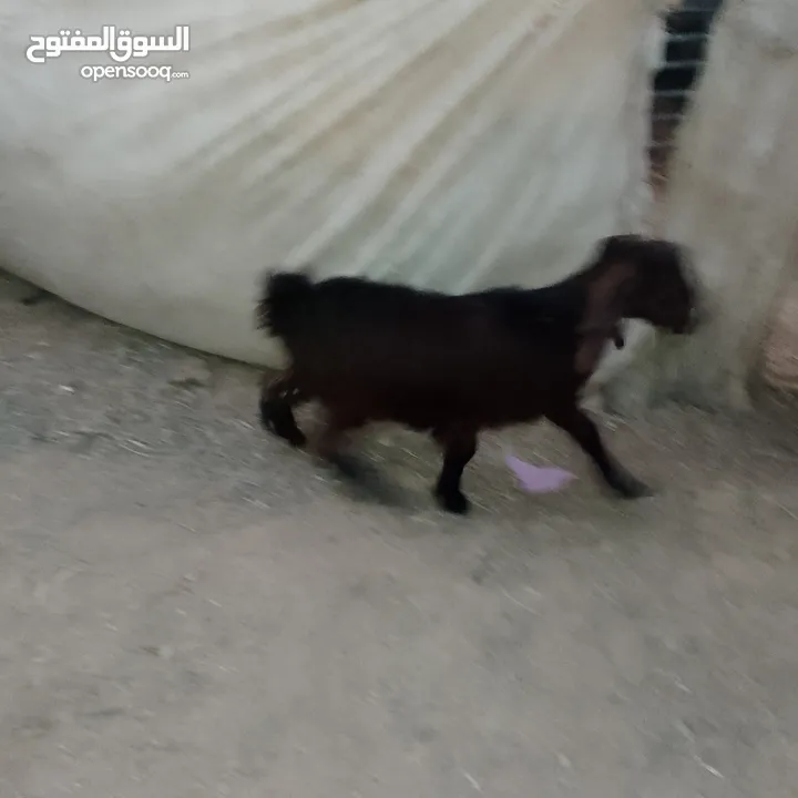 صخله صلات انبي عمر ثلاث شهور صحه ونضافه مكفوله من جميعو