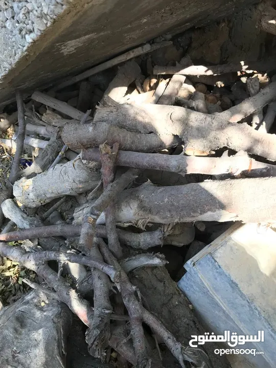 حطب زيتون ولوز يابس درجة أولى متين وسميك مثالي للتعبئة والشوي ومتوفر بكميات وبتسعيرة منافسة