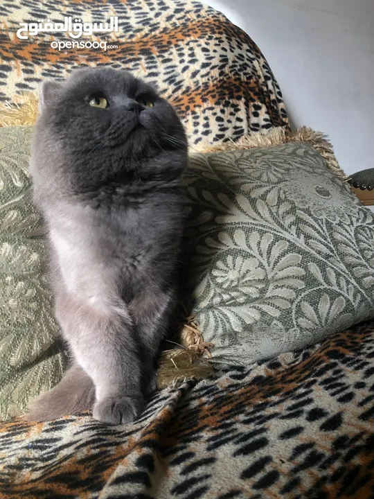 ذكر بريتش بلو للتزاوج