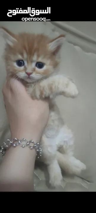 قطط صغيرة للبيع مكس شيرازي