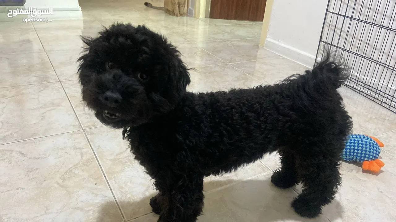 Toy poodle