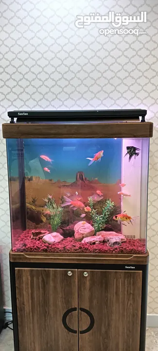 Aquarium maintenance