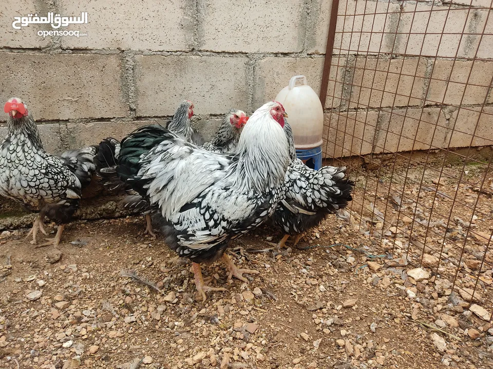 عروض على الصوص والبيض من جميع الأنواع المعروضة شوف جميع الصور الموجودة في المنشور