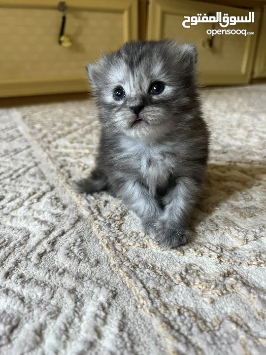 قطة شيرازية صغير للبيع