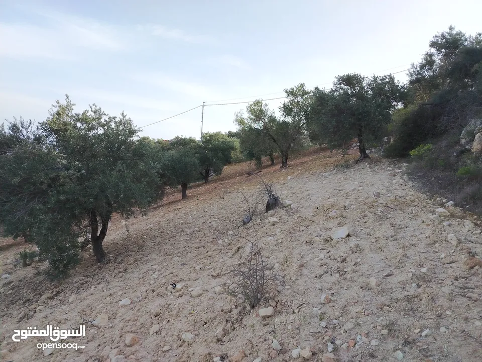 مزرعة زيتون ملوكية اطلالة ع الغرب و جبال فلسطين ع ثلاث شوراع قرب شارع الستين ثغرة السلطان