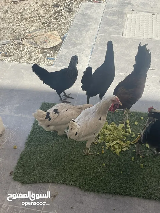 دجاج بلدي للبيع