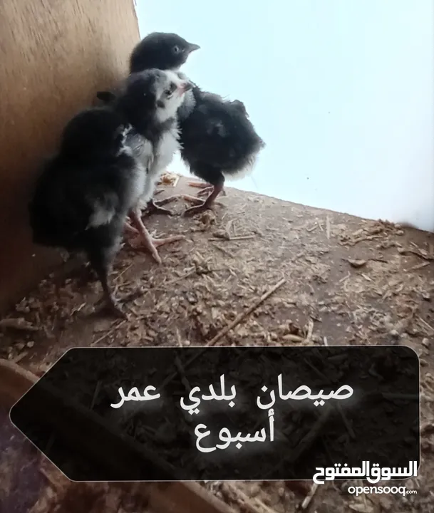 دجاج + فراخ + صيصان للبيع