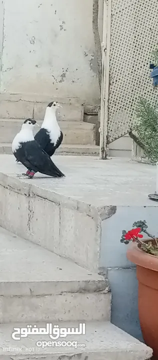 حمام للبيع التفاصيل آخر الاعلان