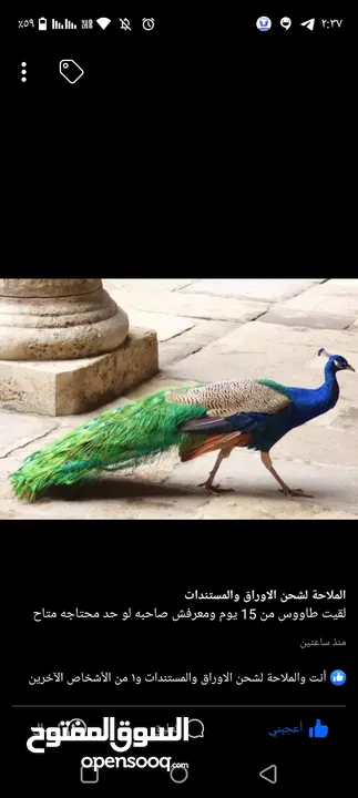 ذكر طاووس للبيع